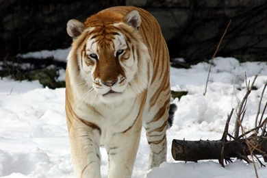Siberian Tiger In The Snow Best Desktop Wallpa 5161 Hd Wallpapers ...