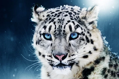 Pictures Of A White Tiger   Widescreen HD Wallpapers