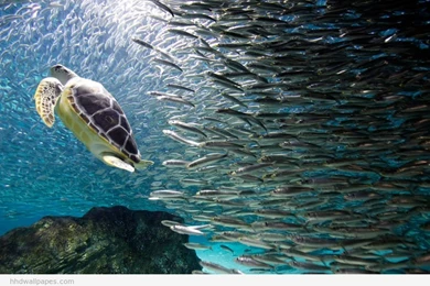 Best Wallpapers In The World   HD Wallpapers Lovely