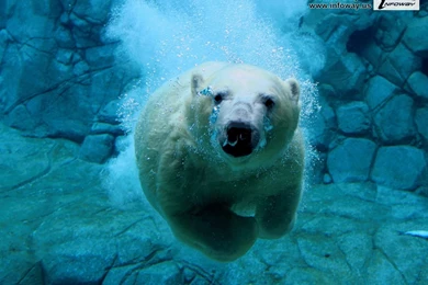 Cute Baby Polar Bear   Photo 21 Of 201