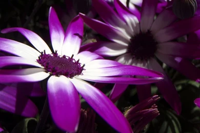 Best Animated Wallpapers