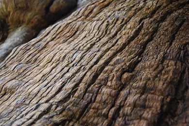 Free Large Tree Texture Or Wallpapers   PASiNGA Photographs + Design