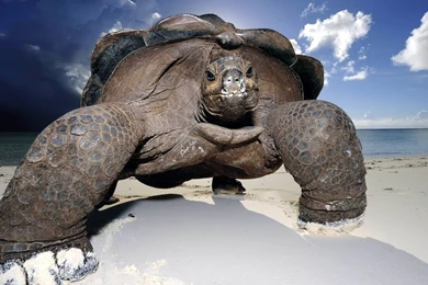 Turtle HD Wallpaper, Turtle Photo, New Wallpapers