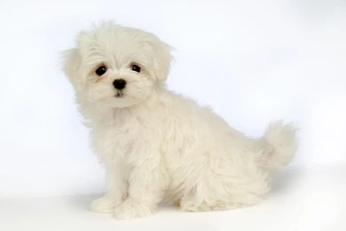 Maltese Puppies Wallpapers.jpg