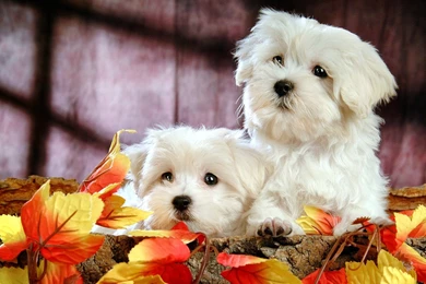 Fluffy Maltese Puppy Dogs   White Maltese Puppies Wallpapers ...