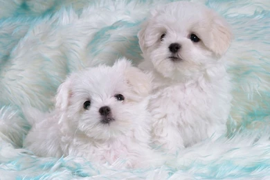72Pics] Cuddly White Maltese Puppies (Vol.1) 1024x768 NO.28 ...