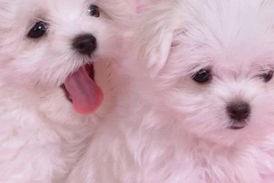 Girly Iphone 5 Wallpapers Dogs