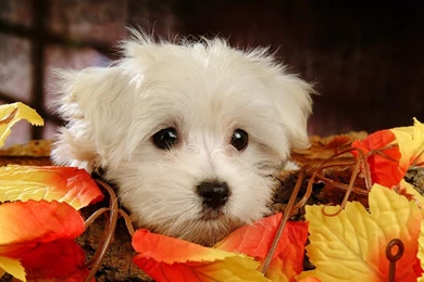 Maltese Dog Wallpapers High Resolution Stock Im