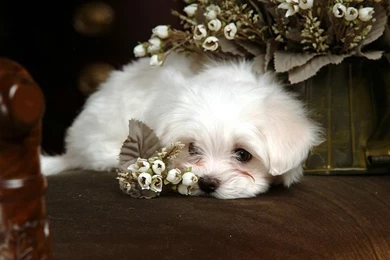 1600*1200 White Maltese Puppy   Maltese Maltese Puppies Wallpapers ...