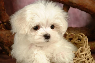 Cute Maltese Puppy Wallpapers   Animal Wallpapers