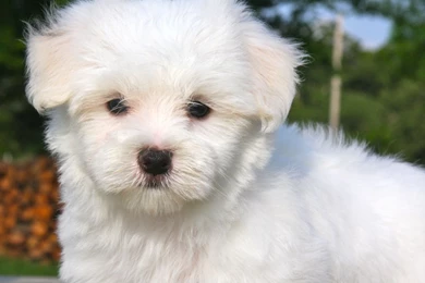 1600x900px Fluffy And Cute Puppy Wallpapers