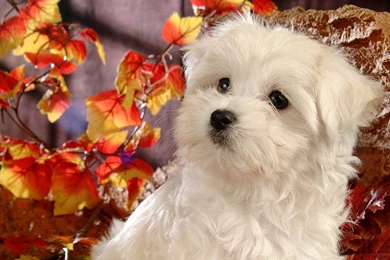 Cute White Maltese Dog Wallpapers High Resoluti
