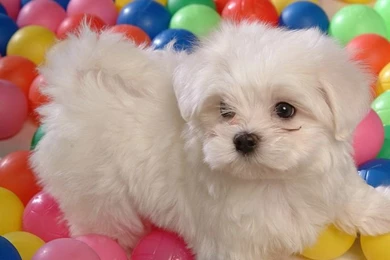 1600*1200 White Maltese Puppy   Maltese Maltese Puppies Wallpapers ...