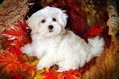 Maltese Puppy Wallpapers   Free Wide HD Wallpapers