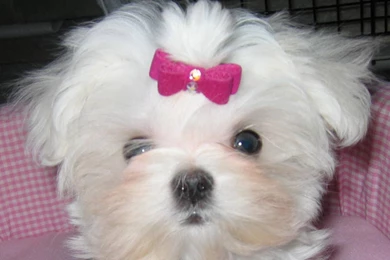 Maltese Cutie   Puppies Wallpapers
