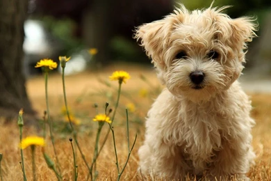Dogs: Puppy Maltese Grass Small Dog 65 Best Wallpapers For HD 16:9 ...