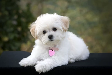 Maltese Puppies Hd Images 3 HD Wallpapers