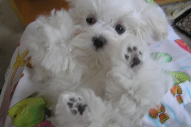 Maltese Puppies