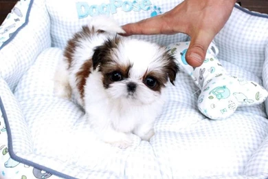 Micro Tiny Teacup Shih Tzu