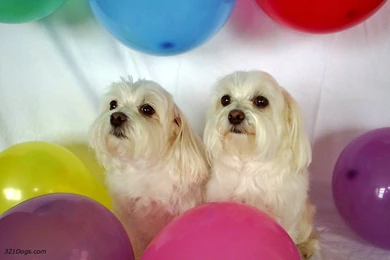 Maltese Puppy (id: 104689) – BUZZERG