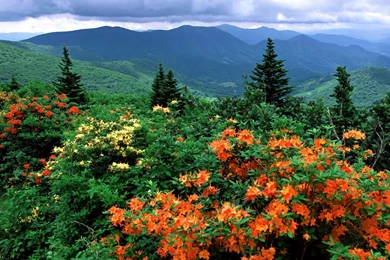 Flame Azaleas In Bloom Appalachian Trail North Carolina Flowers ...