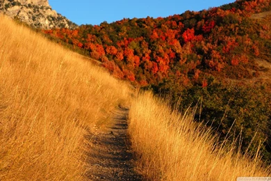 Download Mountain Trail Wallpapers 1920x1080