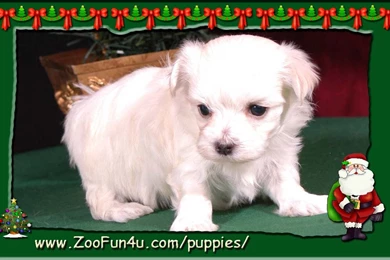 Wallpapers Puppies Christmas Screensaver Maltese Puppy 1280x800 ...