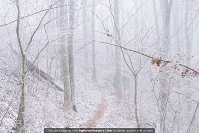 Winter On The Appalachian Trail 4K Or HD Wallpapers For Your PC ...