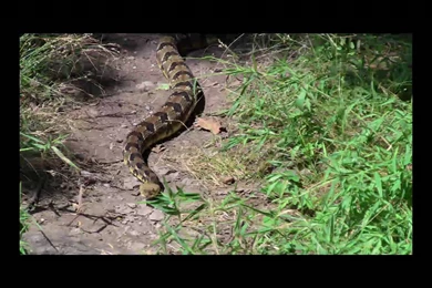 Appalachian Trail Rattlesnakes Fighting Thru Hiker Mustache And ...