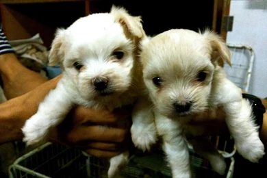 Toy Maltese Puppies   The Dog Wallpapers   Best The Dog Wallpapers