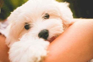 Lovely Maltese Dog Puppy Uhd Wallpapers Ultra High Definition ...