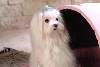 Maltese   Maltese Wallpapers (14402921)   Fanpop