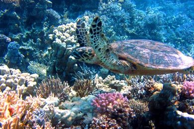 Free Subliminal Message Desktop Wallpapers Created By Briana Blair ...