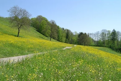 A Subliminal In Windows A Wallpaper?   David Icke's Official Forums