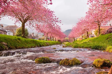 Sakura Trees Beautiful Landscape Wallpapers HD Download