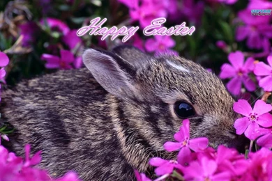Easter Bunny Wallpapers   Holiday Wallpapers