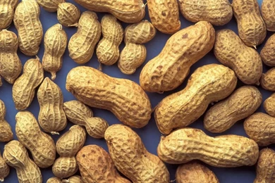 Peanut HD Wallpapers.jpg