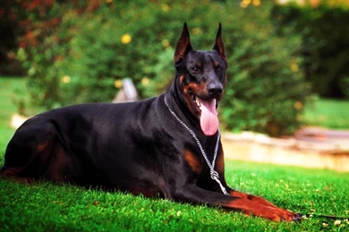 Doberman HD Wallpapers