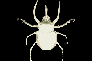 Saosin Beetle Photo By Heartless15_92