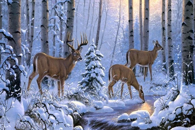 Deer Nice Hd Free Desktop Backgrounds Wallpapers   Wallpaperss HD