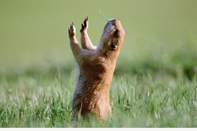 Animals cool funny squirrel wallpaper hd widescreen wallpaper.jpg