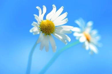 Windows 8 Default Wallpapers HD Desktop Wallpapers : High Definition ...