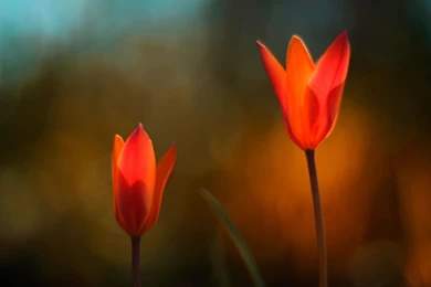 Windows 8 HD Wallpapers Flowers
