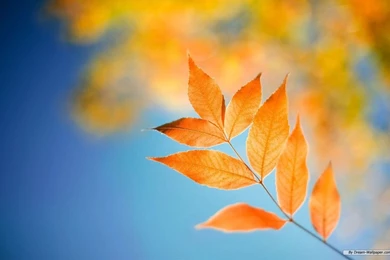 Windows 8 Nature Wallpapers