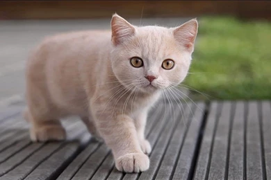 Cats Animals Macro Low Resolution Pets Wallpapers