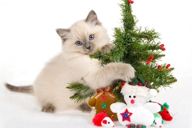 Christmas Trees Animals Cats Kittens Pets Wallpapers