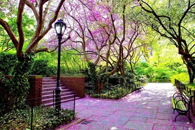 Flowers Park Tree Chairs Natural HD Wallpapers   New HD Wallpapers