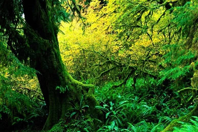 Natural Images, Green, Field, Windows 10, Mac Wallpaper, Amazing ...