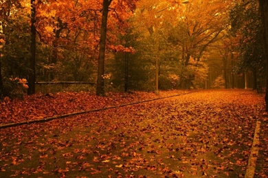 Free Fall Desktop Wallpapers Downloads Www