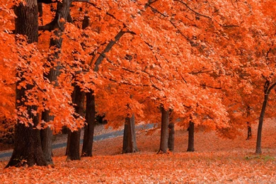 Autumn Wallpapers For Computer   Wallpapers Online
